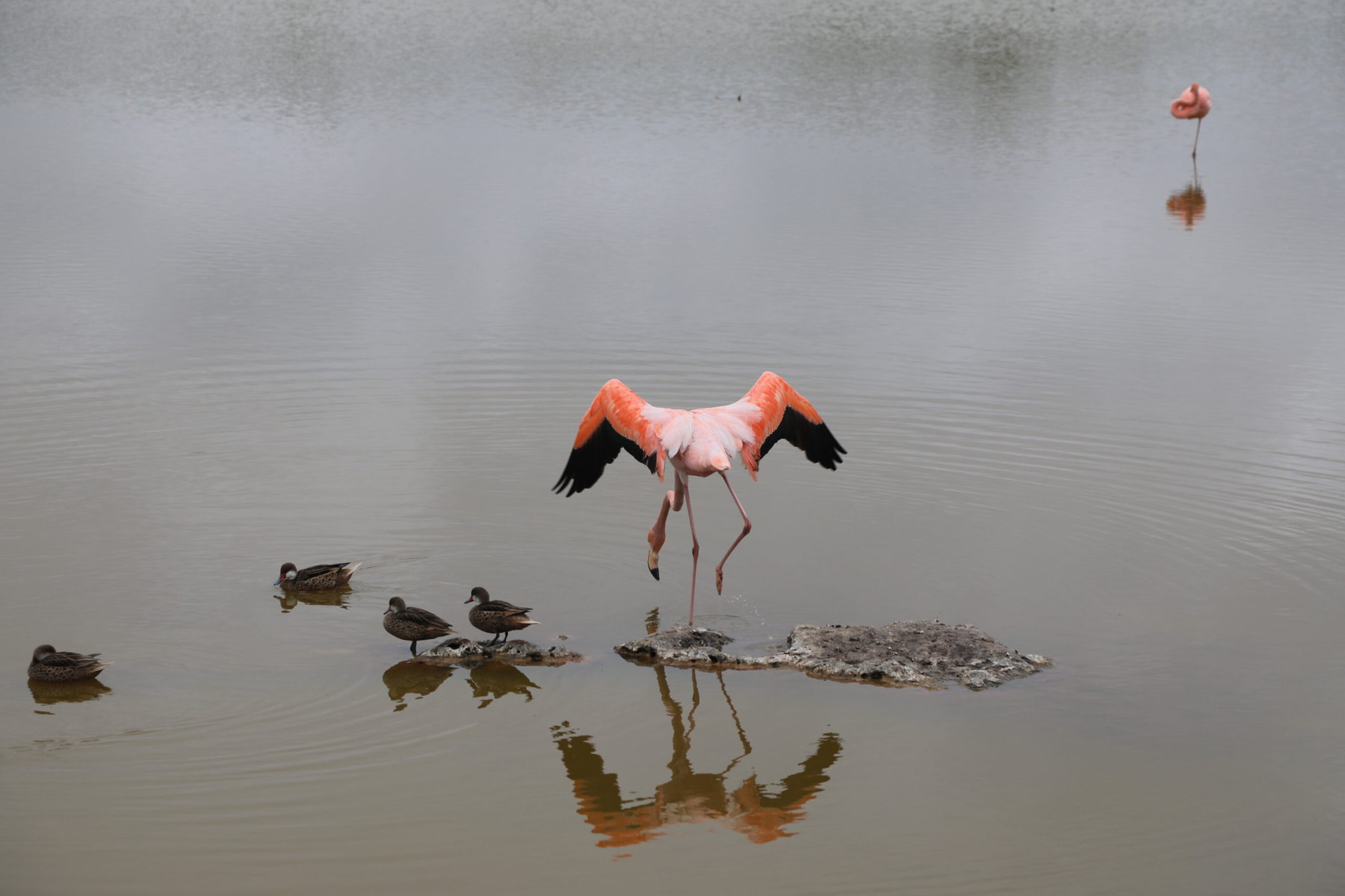 The Galapagos Are Going Green