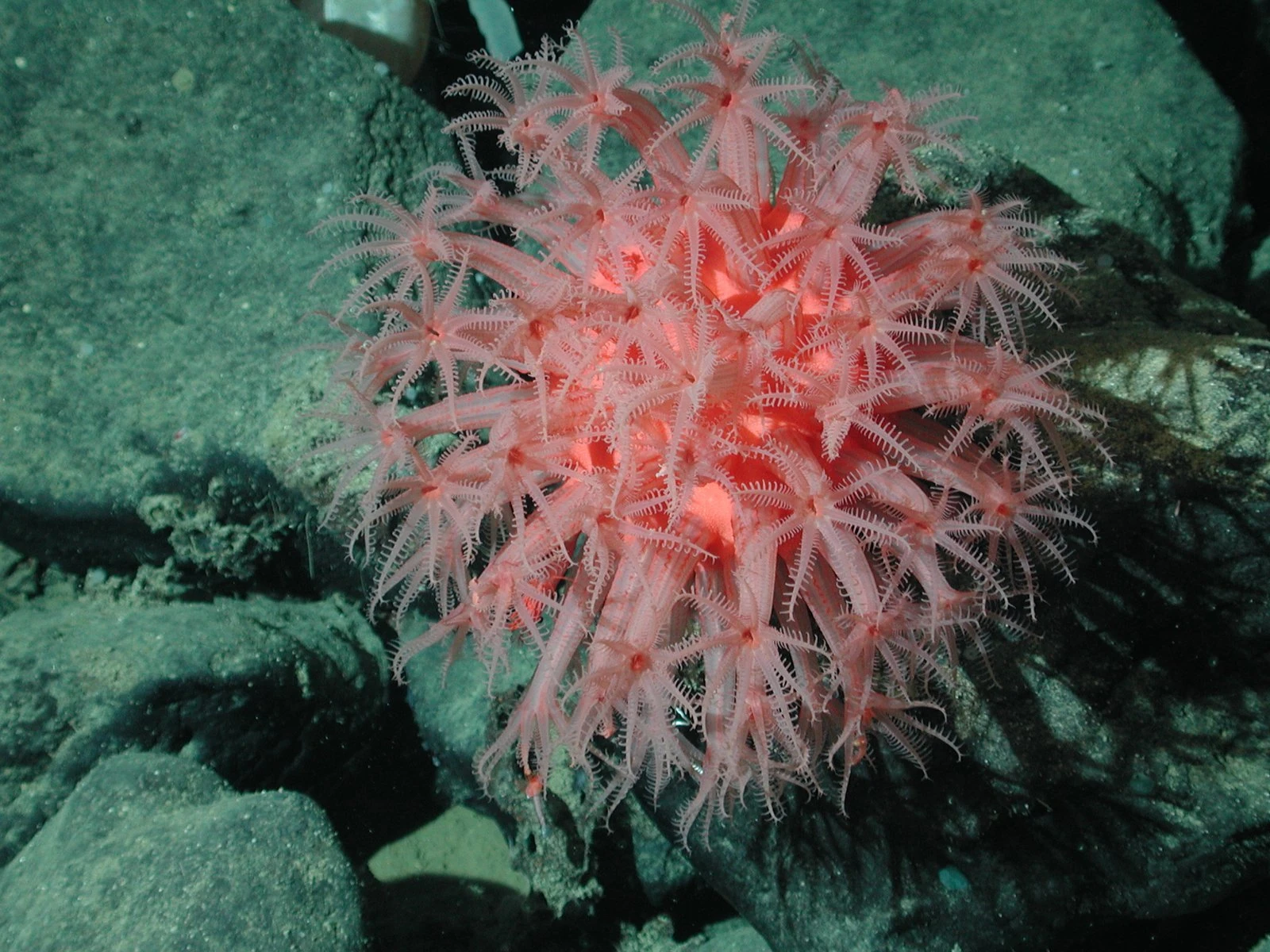 The Legendary Ocean Explorer Protecting ‘Hope Spots’ Around the World