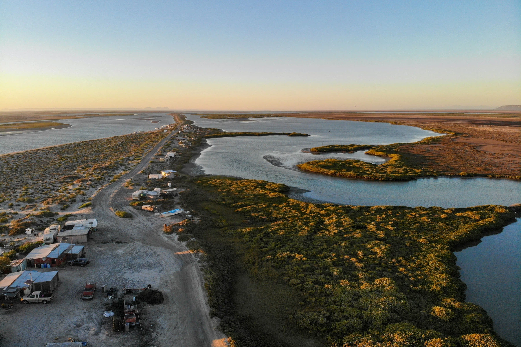 Generating Life on the Baja Peninsula, One Mangrove at a Time