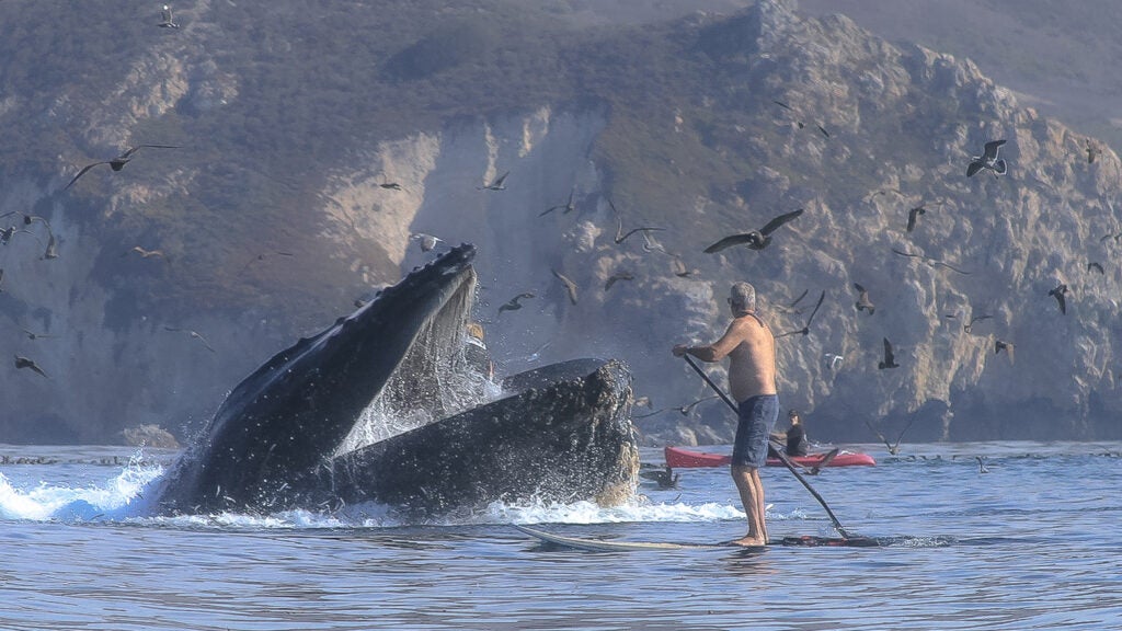 Way, Way, Too Close to a Whale