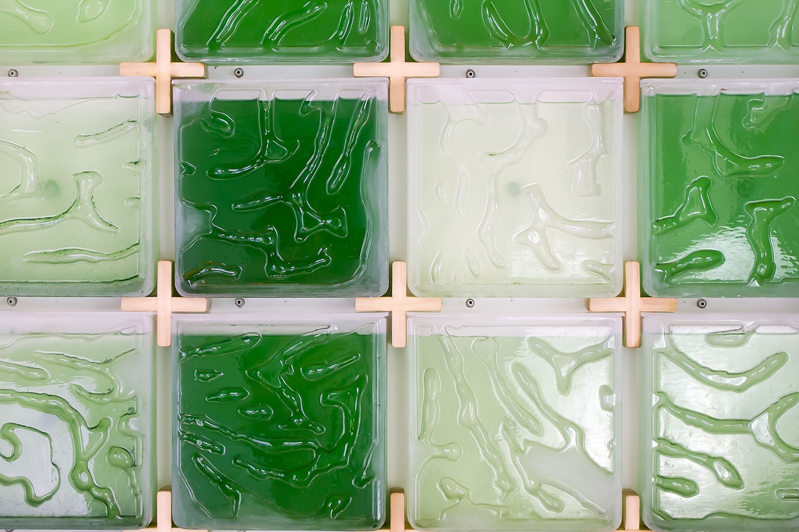 This Micro-Algae Indoor Farm Shows The Promising Future Of Plant Technologies